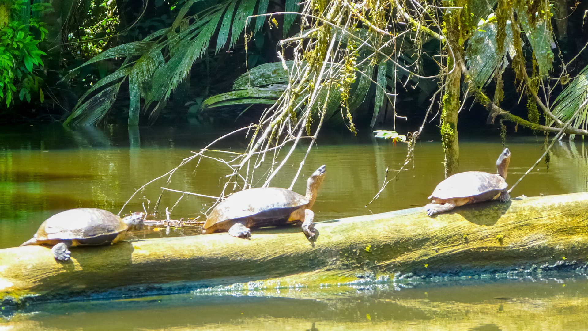 Parque nacional tortugueros
